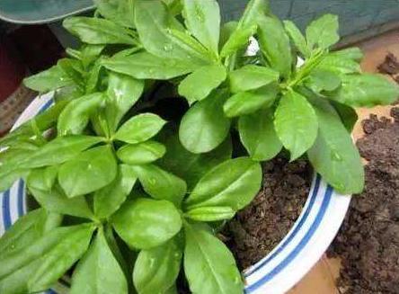 农村称为“土人参”，嫩叶是上好野菜，城里一斤15元，口感鲜嫩