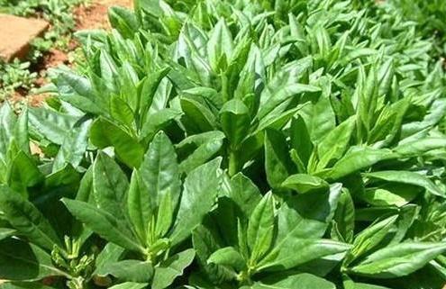 农村称为“土人参”，嫩叶是上好野菜，城里一斤15元，口感鲜嫩