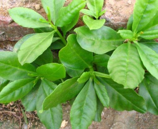 农村称为“土人参”，嫩叶是上好野菜，城里一斤15元，口感鲜嫩