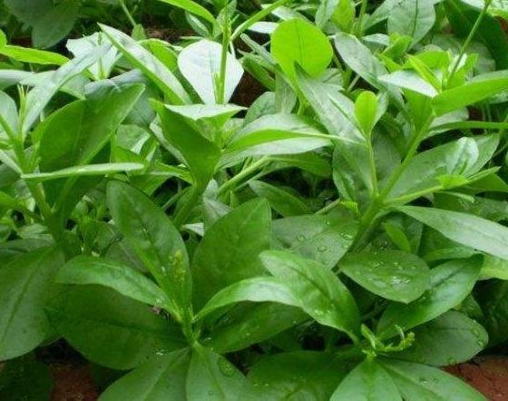 农村称为“土人参”，嫩叶是上好野菜，城里一斤15元，口感鲜嫩