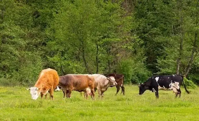 养牛场一大难题!牛粪怎么处理?给你支招!(图1) 图片