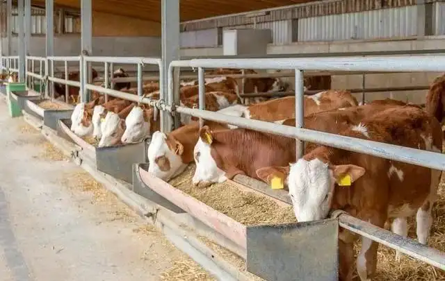 养牛场一大难题!牛粪怎么处理?给你支招!(图2) 图片