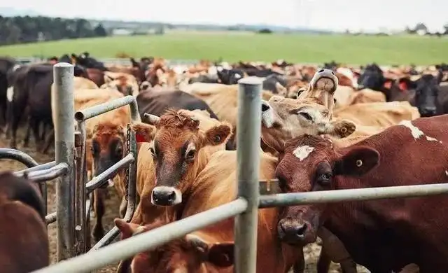 养牛场一大难题!牛粪怎么处理?给你支招!(图3) 图片