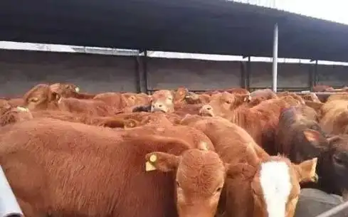 养牛场一大难题!牛粪怎么处理?给你支招!(图4) 图片