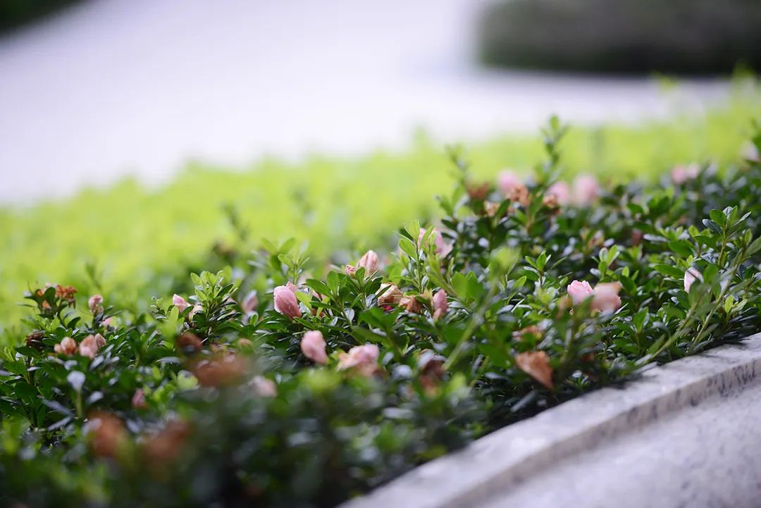 旭日东海 不居高何以临下 身在深圳 发现世界级选择(图22) 旭日装饰公司_旭日装饰_旭日装饰昆山