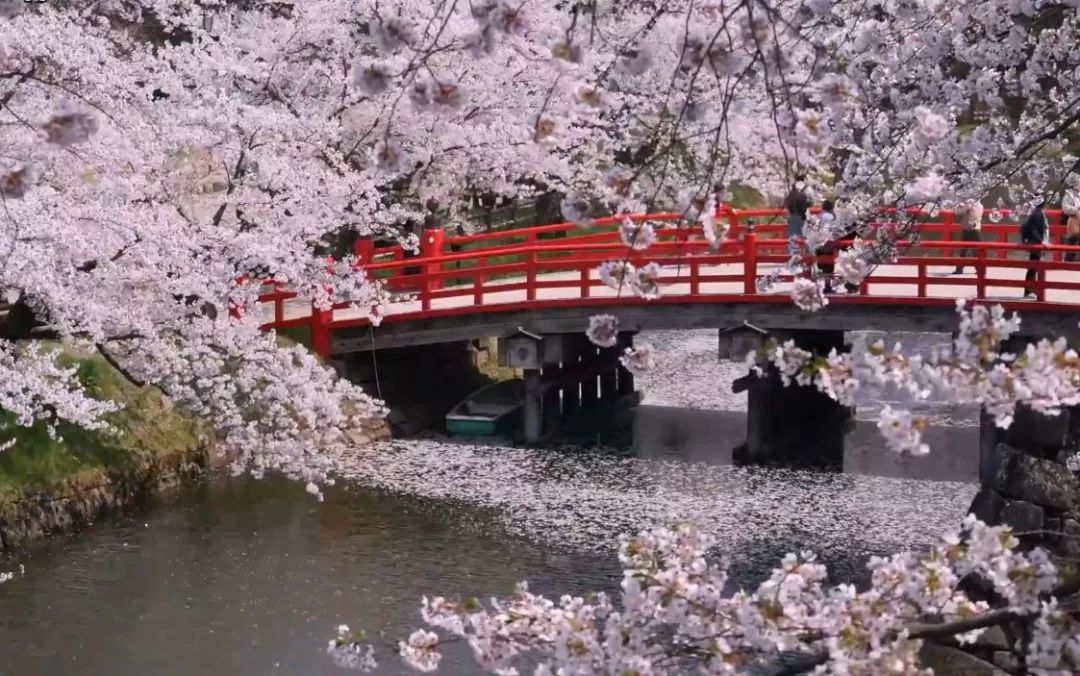 最受欢迎的日本星野机+酒又来啦!这里还有堪比京都的小众赏樱名所!(图33) 海鲜池打氧机_海鲜池打氧设备安装_海鲜打氧设备