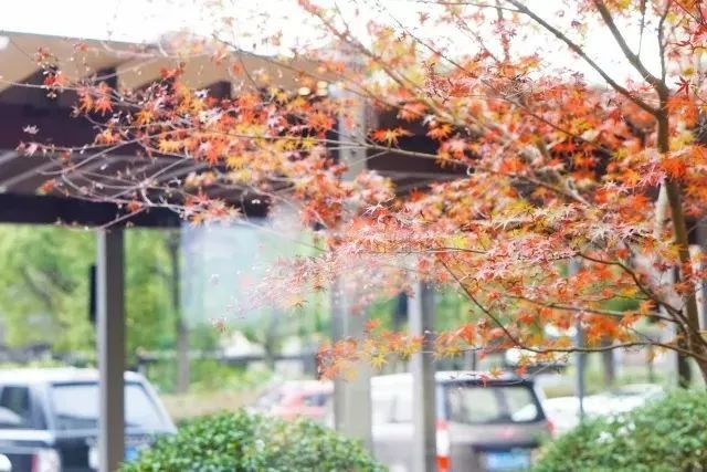 私藏1800亩高尔夫球场的“深氧酒店”来了,堪称魔都的洗肺圣地!(图5) 图片