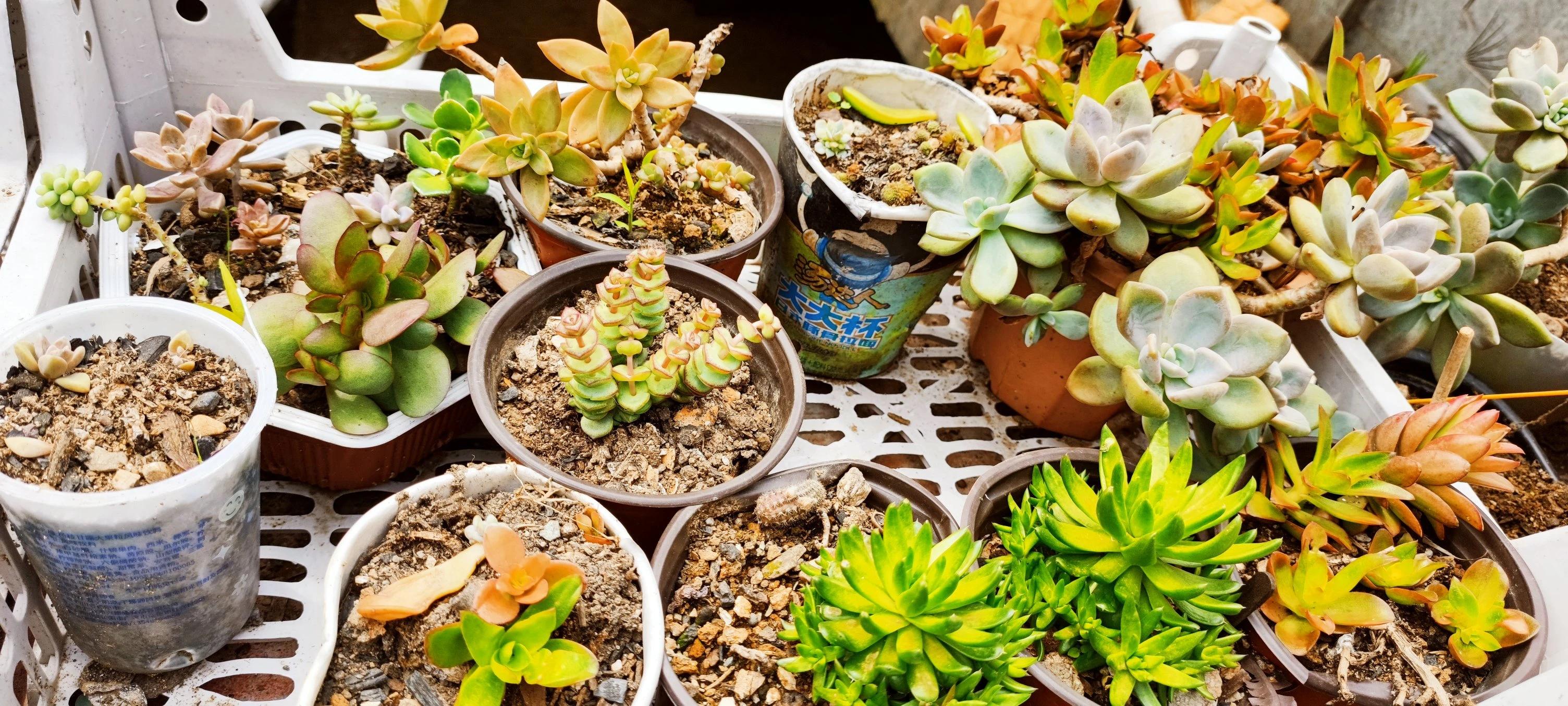 西施卷饼广告牌_西施卷饼档口店面_卷饼西施