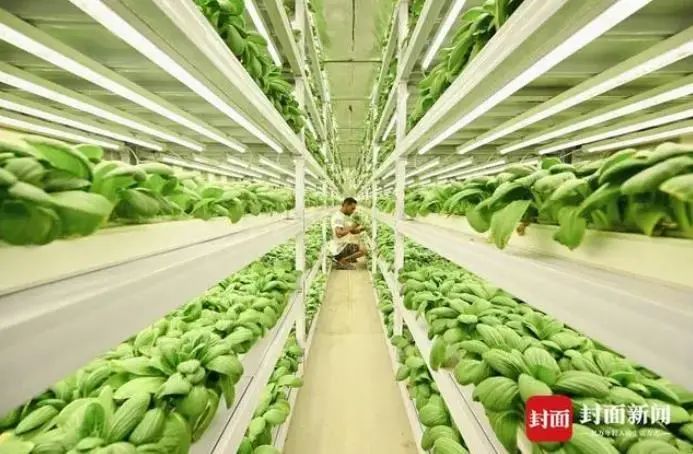 新疆“海鲜”迎来大丰收,哪些美食诞生地突破你想象?(图16) 图片