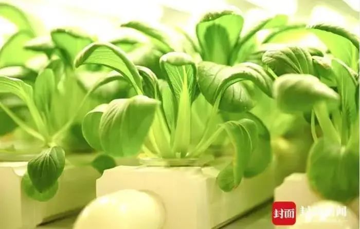 新疆“海鲜”迎来大丰收,哪些美食诞生地突破你想象?(图17) 图片