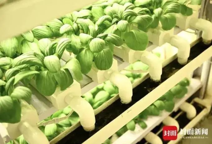 新疆“海鲜”迎来大丰收,哪些美食诞生地突破你想象?(图18) 图片