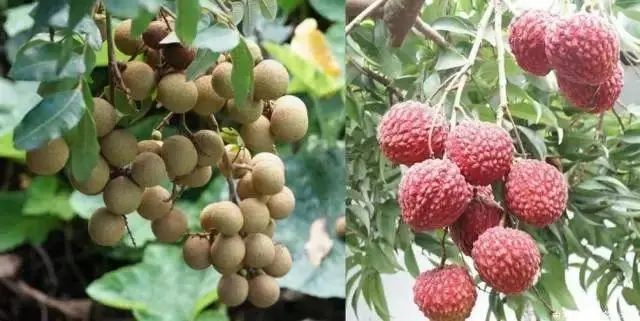 新疆“海鲜”迎来大丰收,哪些美食诞生地突破你想象?(图19) 图片