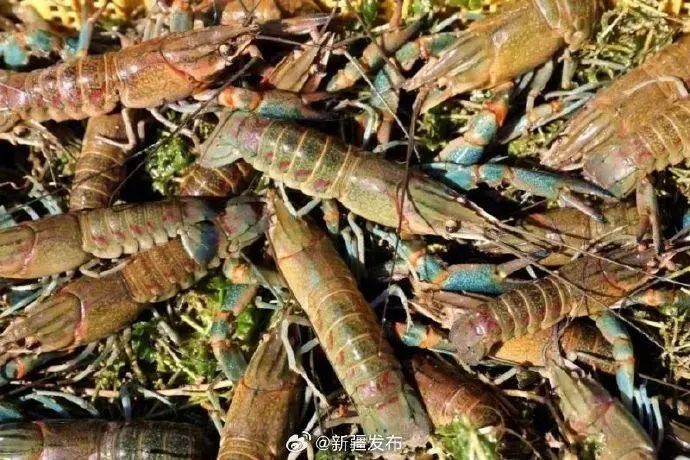 新疆“海鲜”迎来大丰收,哪些美食诞生地突破你想象?(图4) 图片