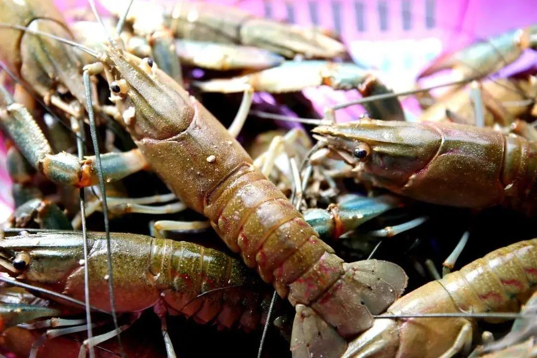 新疆“海鲜”迎来大丰收,哪些美食诞生地突破你想象?(图6) 图片