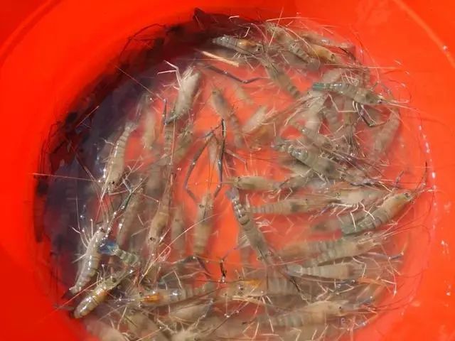 新疆“海鲜”迎来大丰收,哪些美食诞生地突破你想象?(图7) 图片