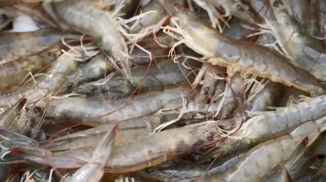 新疆“海鲜”迎来大丰收,哪些美食诞生地突破你想象?(图9) 图片