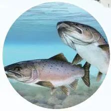 挪威美食介绍_挪威美食介绍视频_挪威美食介绍PPT