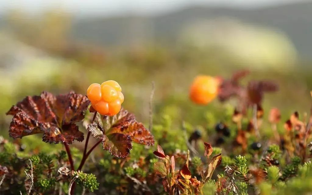 挪威美食介绍视频_挪威的美食_挪威美食介绍
