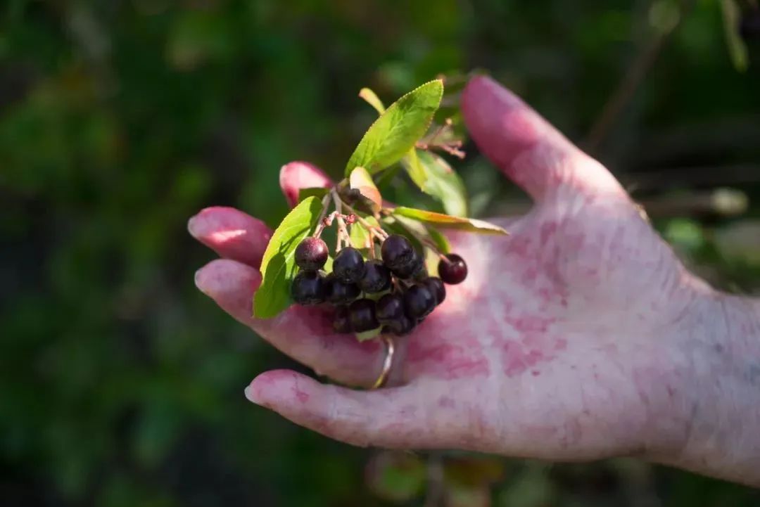 挪威的美食_挪威美食介绍_挪威美食介绍视频