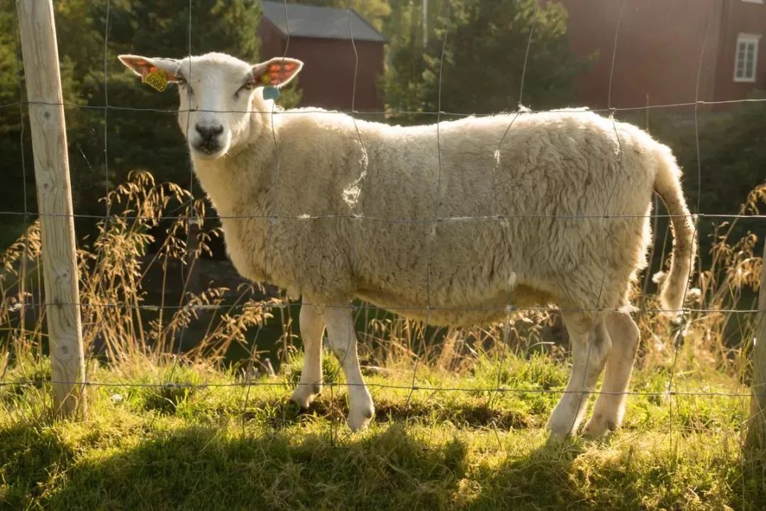 挪威美食介绍视频_挪威美食介绍_挪威的美食