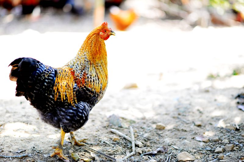 正宗做法白切鸡怎么做_正宗做法白切鸡图片_正宗的白切鸡做法