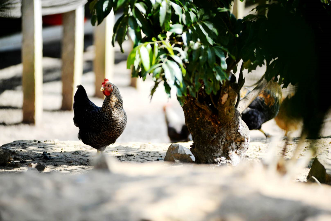 正宗做法白切鸡怎么做_正宗做法白切鸡图片_正宗的白切鸡做法