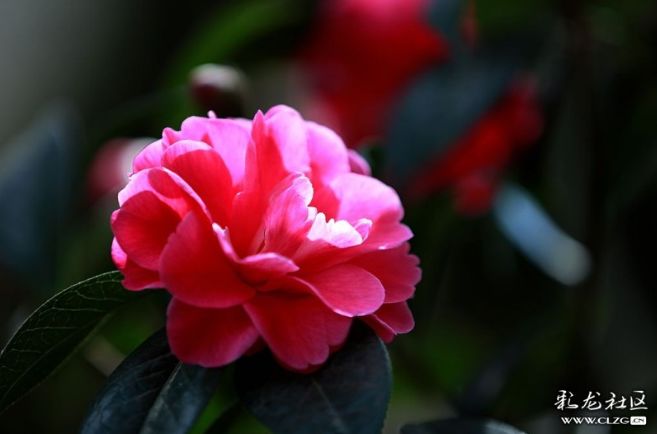 昆明鲜花年货市场_昆明老街新春庙会_昆明大观楼夜景收费吗