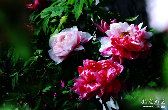 昆明老街新春庙会_昆明大观楼夜景收费吗_昆明鲜花年货市场