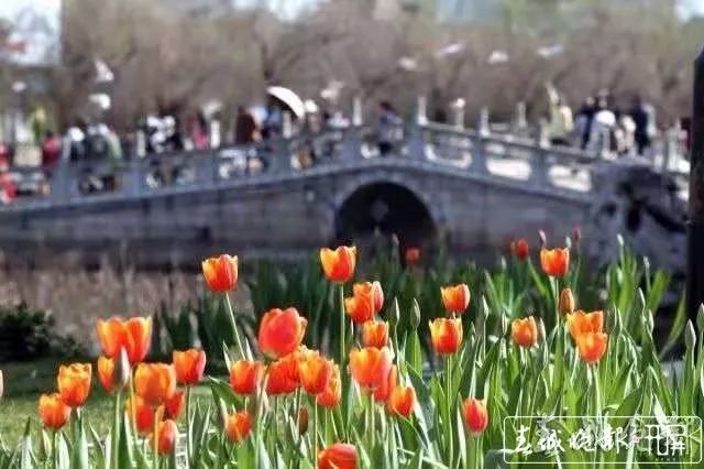 昆明鲜花年货市场_昆明老街新春庙会_昆明大观楼夜景收费吗