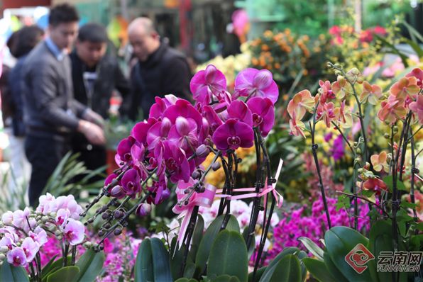 昆明老街新春庙会_昆明大观楼夜景收费吗_昆明鲜花年货市场