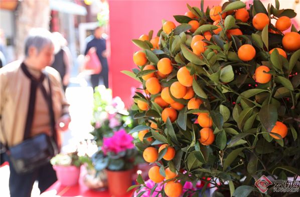 昆明大观楼夜景收费吗_昆明老街新春庙会_昆明鲜花年货市场