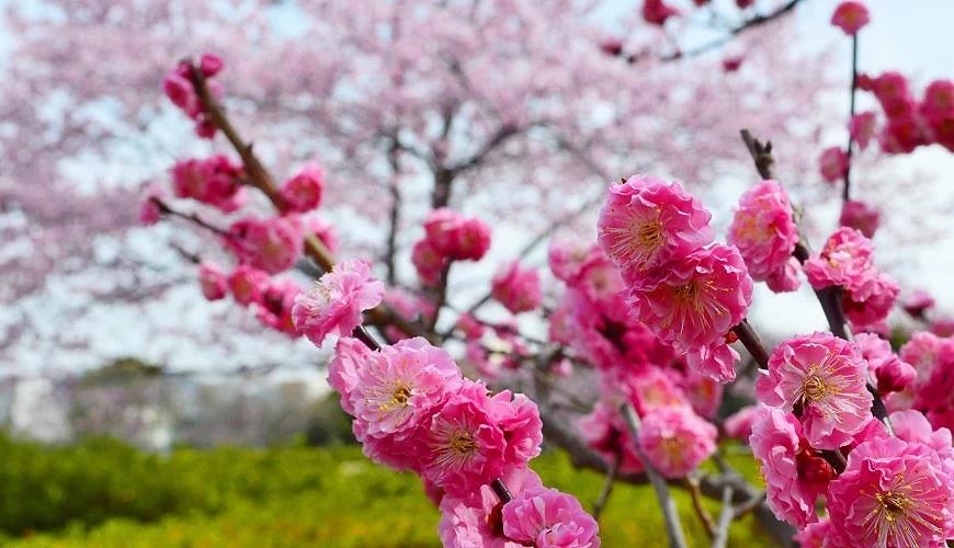 京都清水寺附近美食_京都车站一日游_京都车站购物攻略