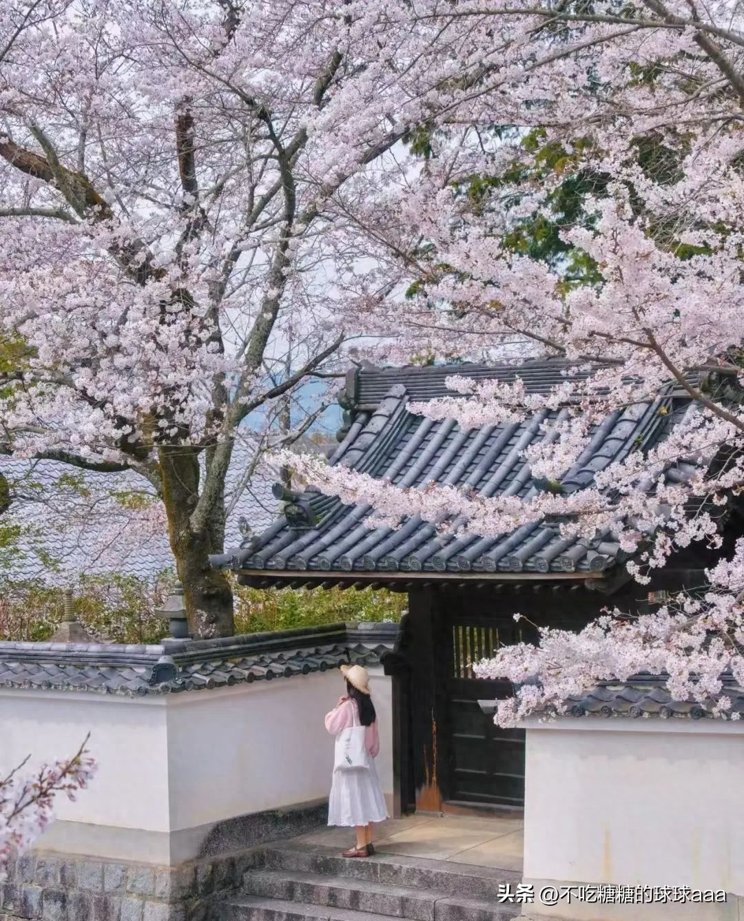 京都伏见十石舟赏樱_伏见十石舟樱花隧道_京都清水寺附近美食