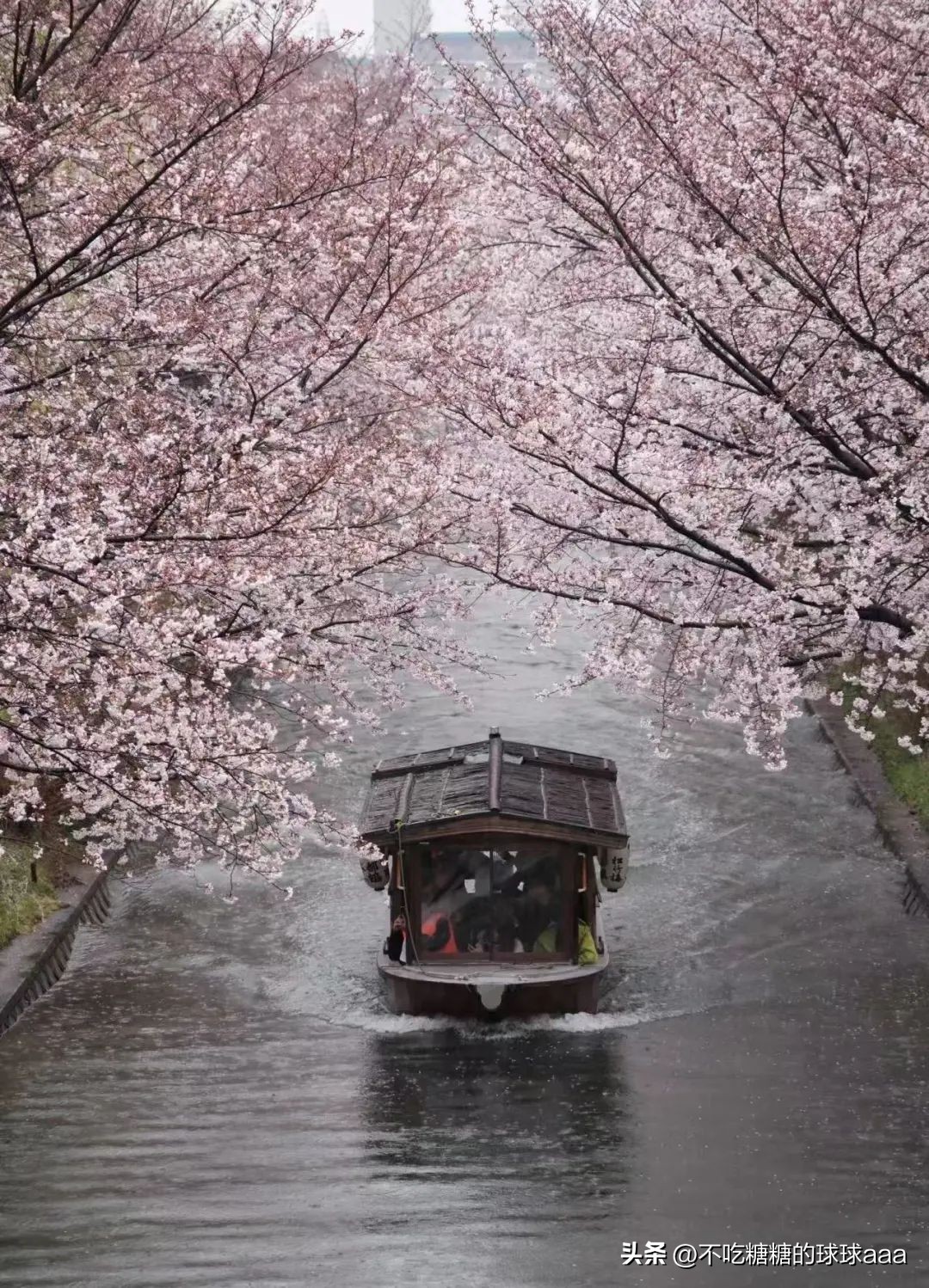 伏见十石舟樱花隧道_京都伏见十石舟赏樱_京都清水寺附近美食