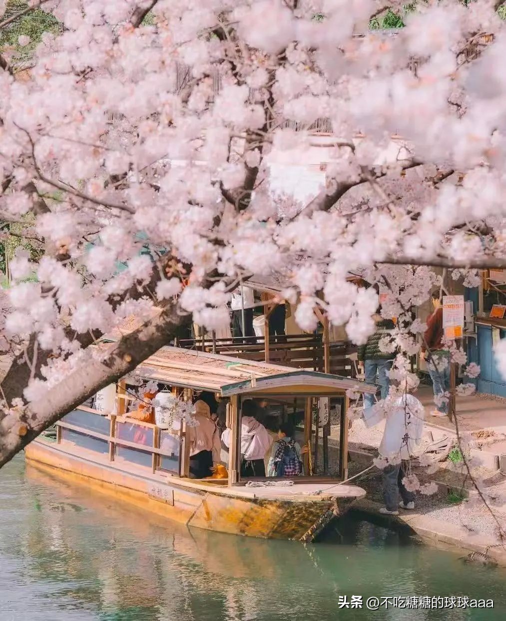 京都伏见十石舟赏樱_京都清水寺附近美食_伏见十石舟樱花隧道