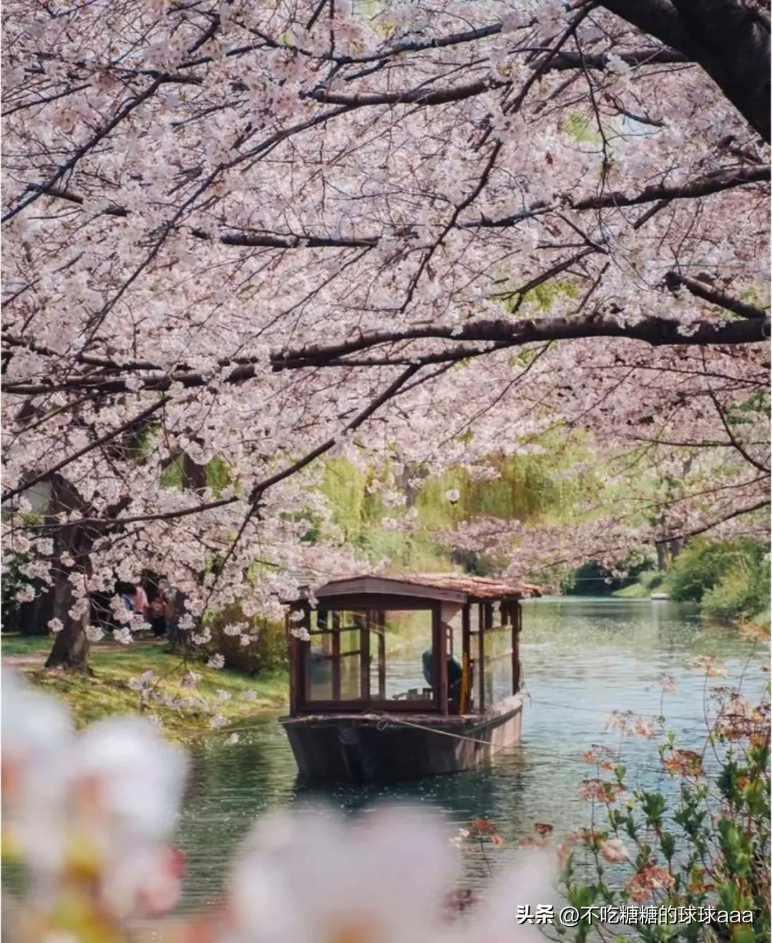 京都伏见十石舟赏樱_京都清水寺附近美食_伏见十石舟樱花隧道