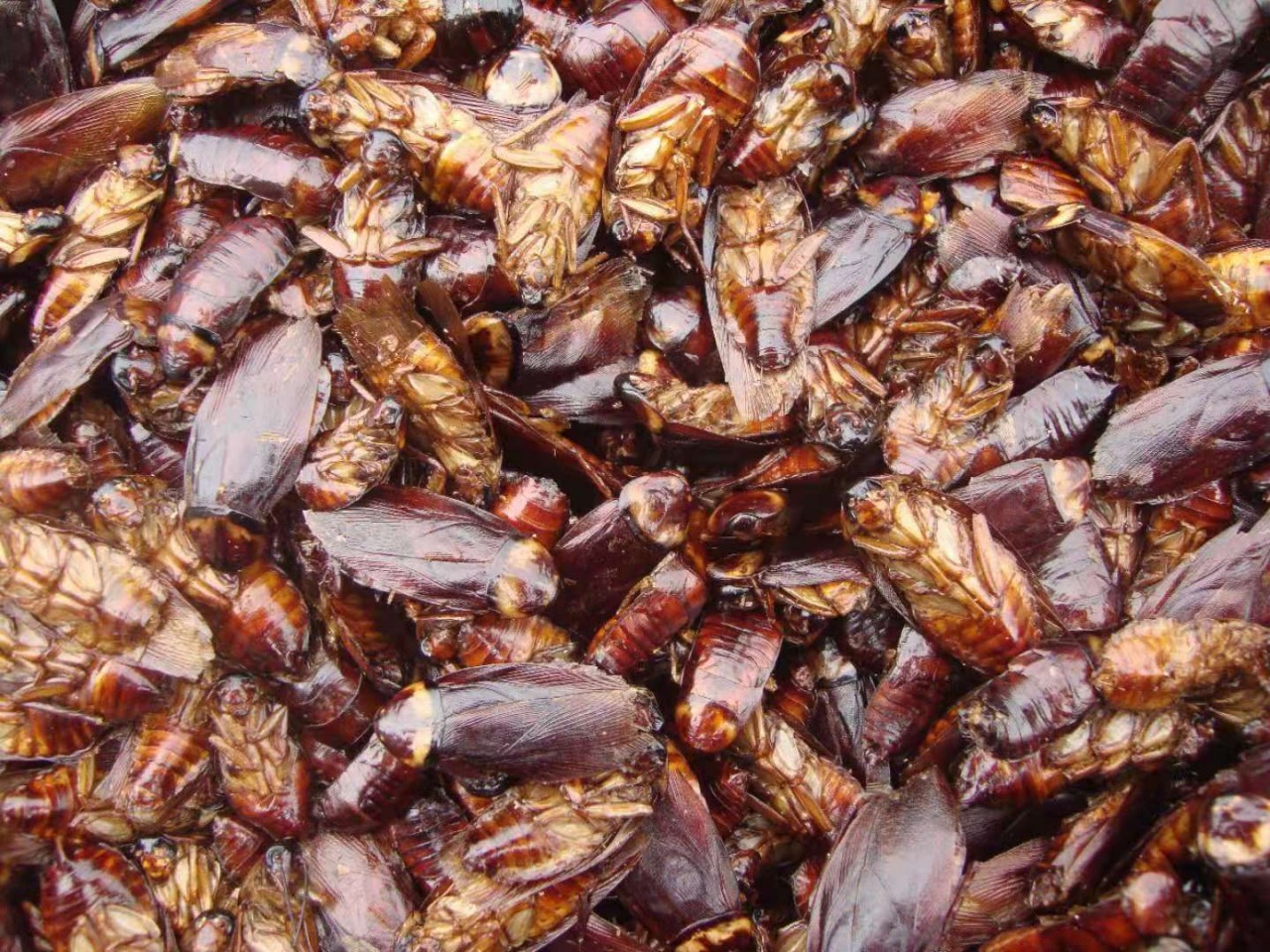 蟑螂粉一斤,美洲大蠊粉一盒,价格各是多少钱,怎卖(图2) 美洲大蠊粉功效与作用_蟑螂价格一公斤多少钱_药用蟑螂干价格