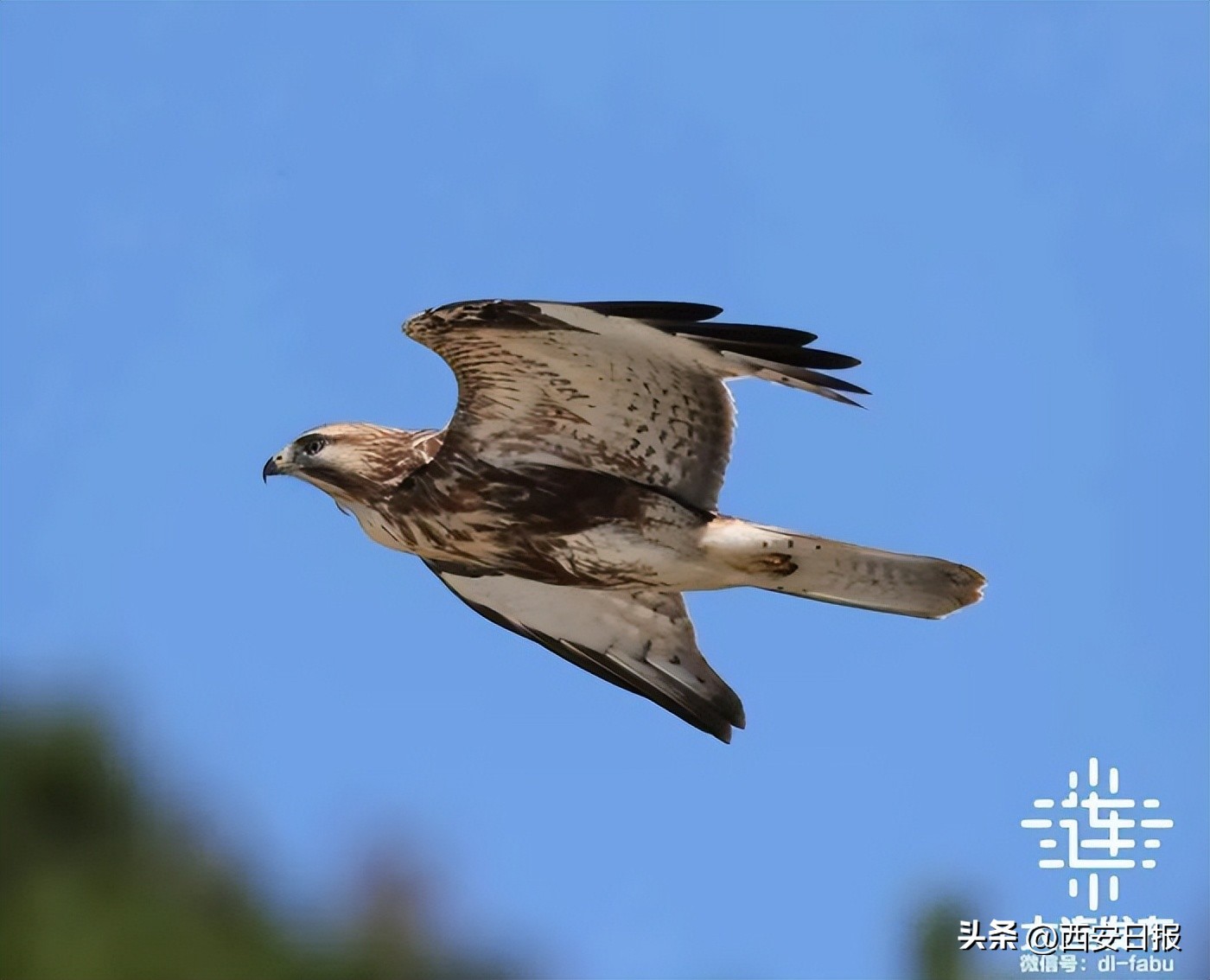 北纬39°海鲜美食_大连冬日旅游_大连三宝海鲜坊