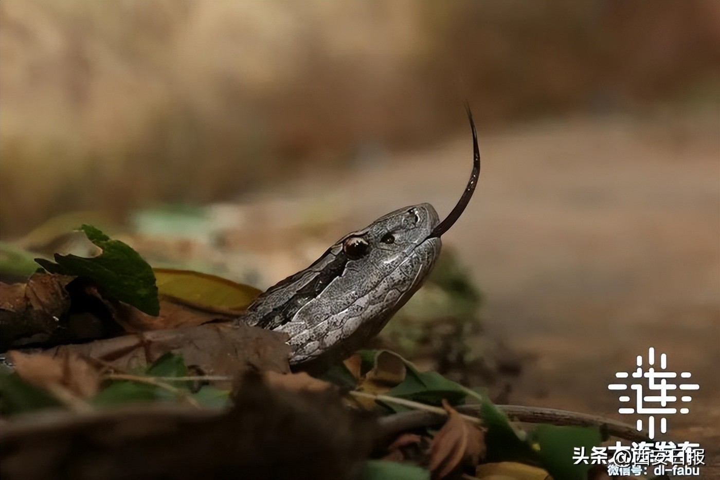 大连冬日旅游_大连三宝海鲜坊_北纬39°海鲜美食