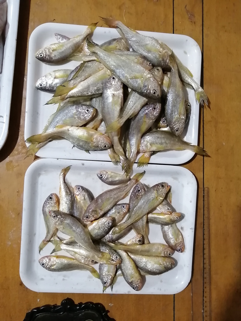 宁波渔民捕获7.1斤野生大黄鱼_东海无鱼说法解读_舟山休渔期没有海鲜吃