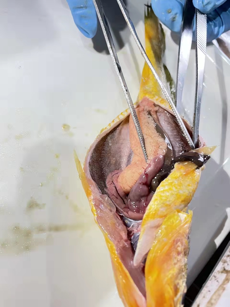 舟山休渔期没有海鲜吃_宁波渔民捕获7.1斤野生大黄鱼_东海无鱼说法解读