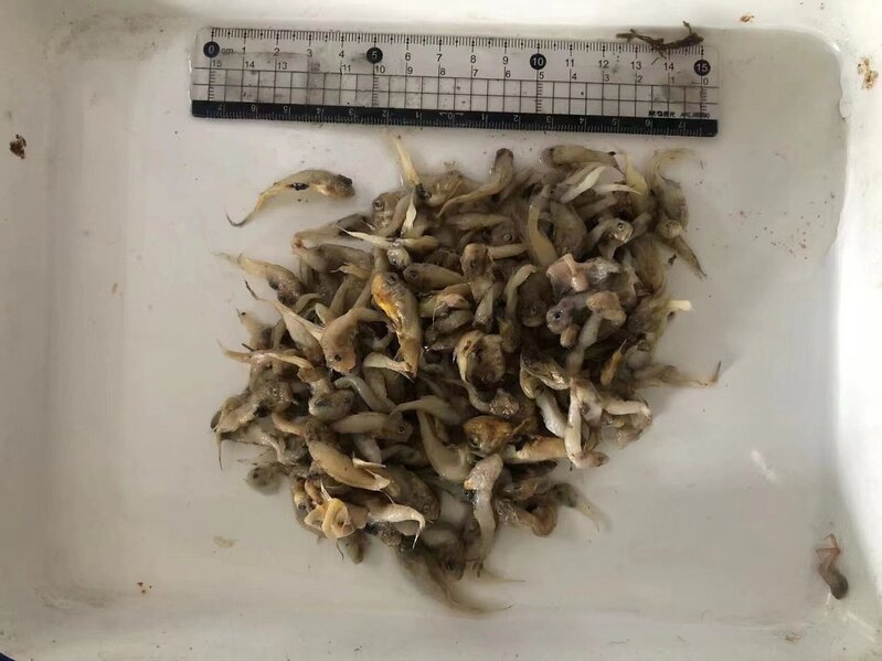 宁波渔民捕获7.1斤野生大黄鱼_东海无鱼说法解读_舟山休渔期没有海鲜吃