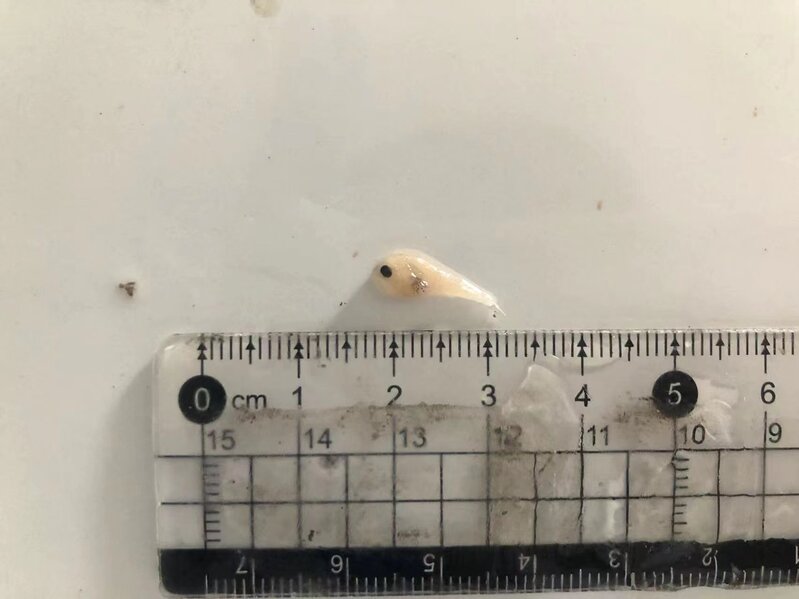 东海无鱼说法解读_舟山休渔期没有海鲜吃_宁波渔民捕获7.1斤野生大黄鱼