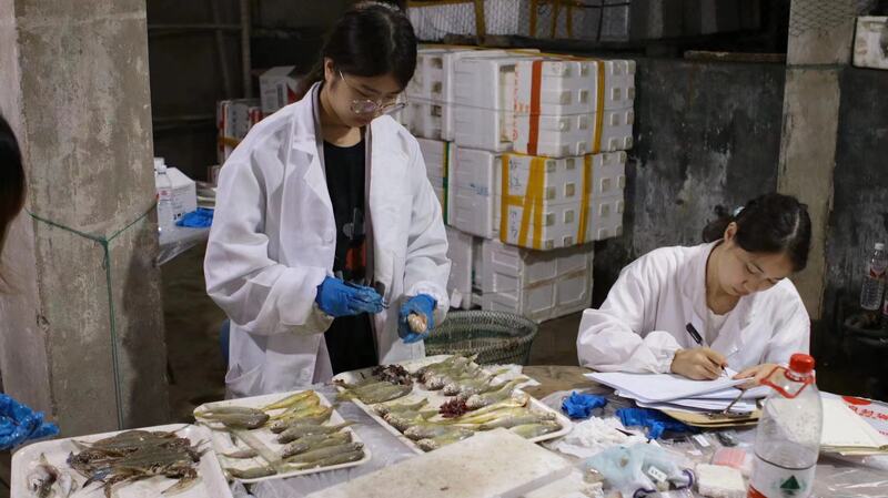 宁波渔民捕获7.1斤野生大黄鱼_舟山休渔期没有海鲜吃_东海无鱼说法解读