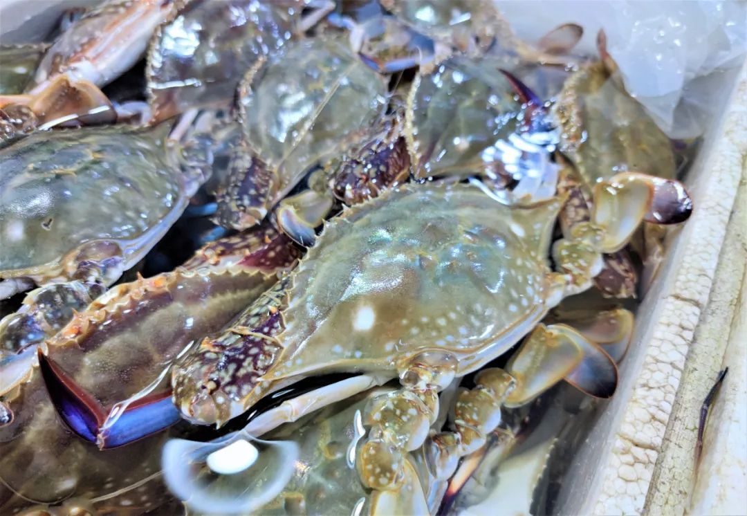 舟山休渔期没有海鲜吃_嘉定梭子蟹批发市场_东海梭子蟹价格