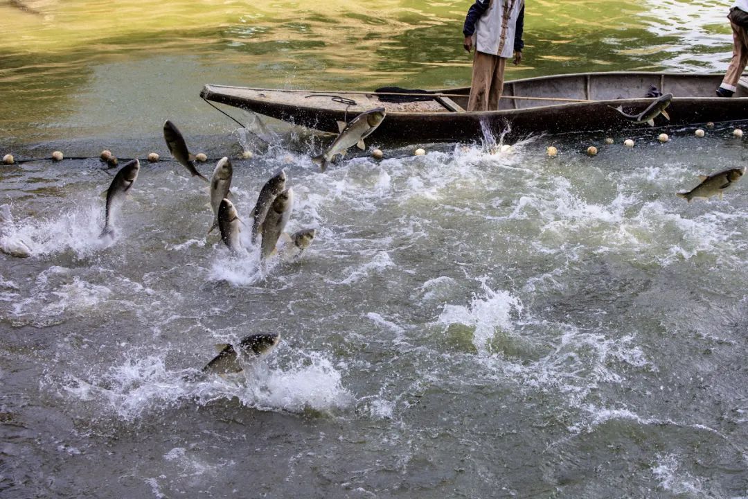 浙江休渔期海鲜禁售_舟山休渔期没有海鲜吃_钱塘江禁渔期