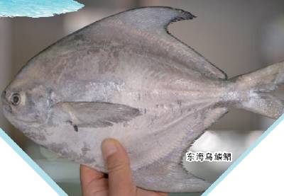 舟山休渔期没有海鲜吃_东海海鲜禁捕期价格_东海野生大黄鱼预订