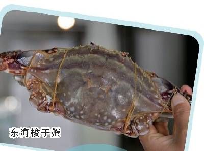 东海野生大黄鱼预订_东海海鲜禁捕期价格_舟山休渔期没有海鲜吃