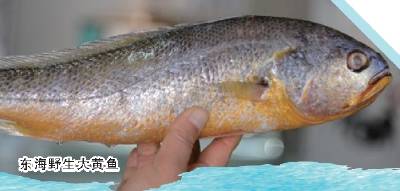 东海野生大黄鱼预订_东海海鲜禁捕期价格_舟山休渔期没有海鲜吃