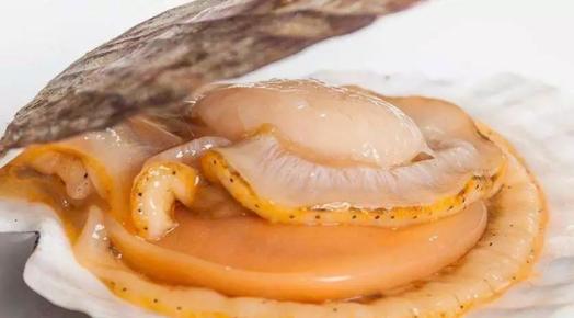 休渔期海鲜推荐_南海伏季休渔期海鲜替代品_舟山休渔期没有海鲜吃